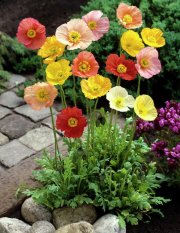 Amefurashi Bibit Benih Bunga Poppy Papaver Rhoeas Mix Flower