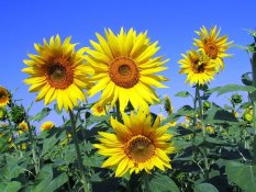 Amefurashi Bibit / Benih Bunga Sunflower Seed Bunga Matahari Kuning