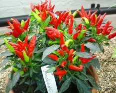 Amefurashi Bibit / Benih Cabe Hias Candlelight Pepper