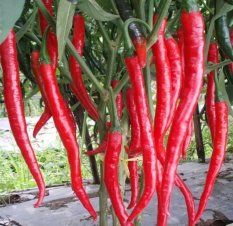Amefurashi Bibit / Benih Cabe Merah Besar Hot Pepper Chili Seed Super Hot