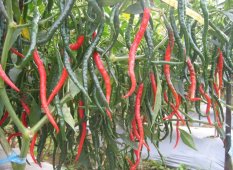 Amefurashi Bibit / Benih Cabe Merah Keriting Hot Pepper Chili Seed