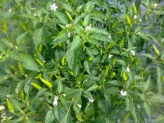 Amefurashi 50 Bibit / Benih Cabe Rawit Hijau Pedas Cocok Ditanam Di Tempat Panas