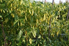 Amefurashi 50 Bibit / Benih Cabe Rawit Putih Merunduk Hot Pepper Chili Seed