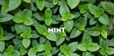 Amefurashi Bibit / Benih Herb Mint Spearmint Cocok Untuk Dijadikan Teh