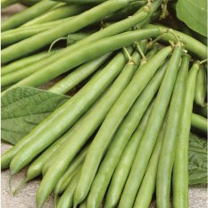 Amefurashi Bibit Benih Sayur Buncis Bean Vegetable Seed Cocok di Tempat Panas