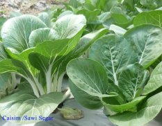 Amefurashi Bibit / Benih Sayur Caisim / Sawi Seed