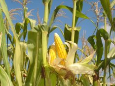 Amefurashi Bibit Benih Sayur Jagung Manis Panen Jagung Milikmu Sendiri