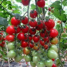 Amefurashi Bibit Benih Sayur Tomat Ceri Merah Manis Small Red Cherry Tomato Seed