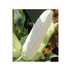 Amefurashi Bibit /Benih /Seed White Corn Jagung Putih Unik