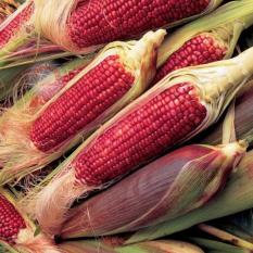 Amefurashi Bibit / Benih / Seeds Beauty Red Corn Jagung Merah