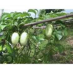 Amefurashi Bibit / Benih / Seeds Buah Markisa Jumbo Big Passion Fruit