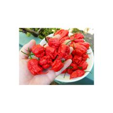 Amefurashi Bibit / Benih / Seeds Cabe Carolina Reaper Hot Pepper Cabe Super Pedas