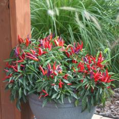 Amefurashi Bibit / Benih / Seeds Cabe Pedas Ornamental Sangria Pepper