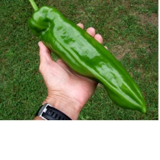 Amefurashi 10 Bibit / Benih / Seeds Cabe Raksasa Giant Aconcagua Pepper