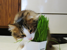 Amefurashi Bibit Benih Seeds Cat Grass Rumput Untuk Makanan Kucing Sehat