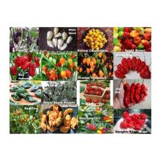 Amefurashi Paket Hemat Benih Bibit Cabe 16 Jenis Cabe Hias Unik Ornamental Hot Pepper easy To Grow