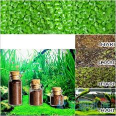 Aquascape seed mini dwarf pearl aquarium benih mini leaf grass benih