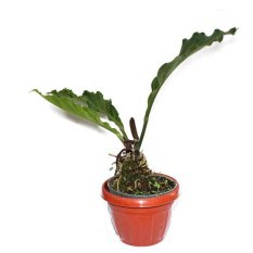 Belibibit Tanaman Hias Daun Anthurium Gelombang Cinta