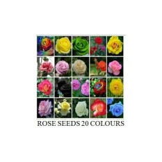 Benih Bibit Biji Bunga Mawar 20 Warna (6 Pieces / Color)