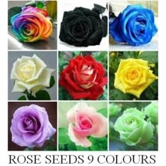 Benih Bibit Biji Bunga Mawar 9 Warna( 10 Biji Per Warna )
