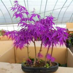 30 Benih Bibit Biji Purple Maple Seeds Biji Bonsai Maple Ungu Import