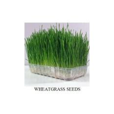 100 Benih Bibit Biji Wheat Grass (Rumput Gandum) Kucing Juga Suka Lhooo- Dan Menyehatkan