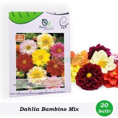 Benih-Bibit Bunga Dahlia Bambino Mixed (Haira Seed)