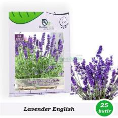 Benih-Bibit Bunga Lavender English (Haira Seed)