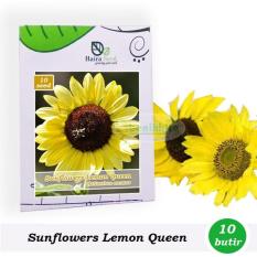 Benih-Bibit Bunga Matahari Lemon Queen (Haira Seed)
