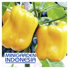 3 Benih Paprika golden star F1 bibit tanaman sayur sayuran cabe cabai kuning