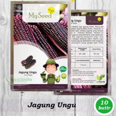 Benih-Bibit Jangung Ungu (My Seed)