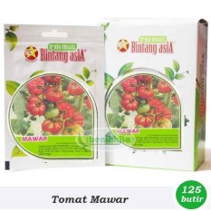 Benih-Bibit Tomat Keriting Mawar (Bintang Asia)