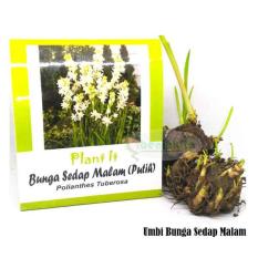 Benih-Bibit Umbi Bunga Sedap Malam (Mix Garden)