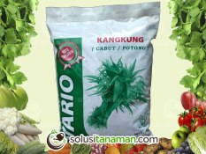 Benih Kangkung Darat / Kangkung Cabut