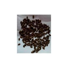 Benih Sengon Laut 250gr