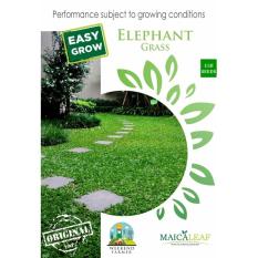 Benih/Bibit Rumput Gajah Maica Leaf - 150 Butir
