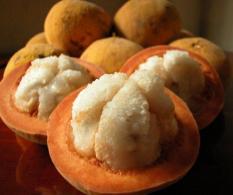 berisi 1 biji benih / bibit buah kecapi bangkok