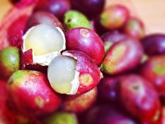 berisi 1 biji benih buah matoa