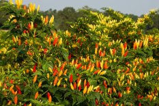 Berisi 100 Biji Benih Cabe Rawit Panah Merah