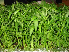 berisi 100 biji benih kangkung