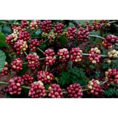 berisi 12 biji benih / bibit buah kopi unggul