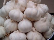 berisi 12 umbi / bibit bawang putih kating