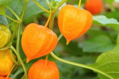 berisi 14 biji benih / bibit buah ciplukan golden jumbo import