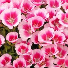 berisi 14 biji benih / bibit farewell to spring flower