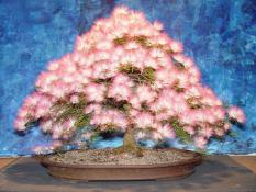 berisi 15 biji / benih / bibit bonsai bunga albizia