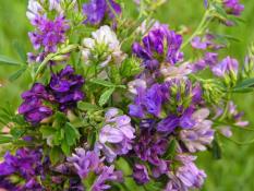 berisi 19 biji benih / bibit rumput alfalfa