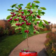 berisi 2 biji benih / bibit bonsai buah cherry import