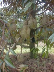 berisi 2 biji benih / bibit bonsai buah durian