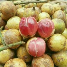 berisi 2 biji benih / bibit buah duku merah