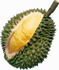 berisi 2 biji benih / bibit buah durian mini